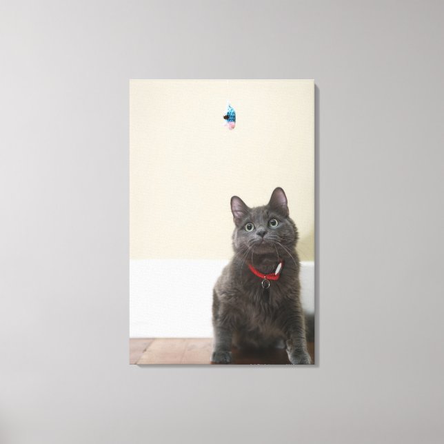 Cat with toy canvas print (Front)