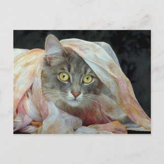 Cat wrapped in cloth postcard