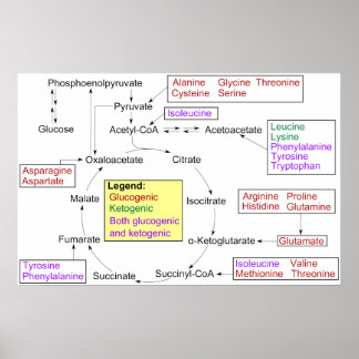 Catabolism of Proteinogenic Amino Acids Diagram Poster