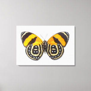 Catagramma cynosura canvas print