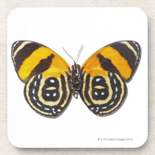 Catagramma cynosura coaster