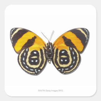 Catagramma cynosura square sticker