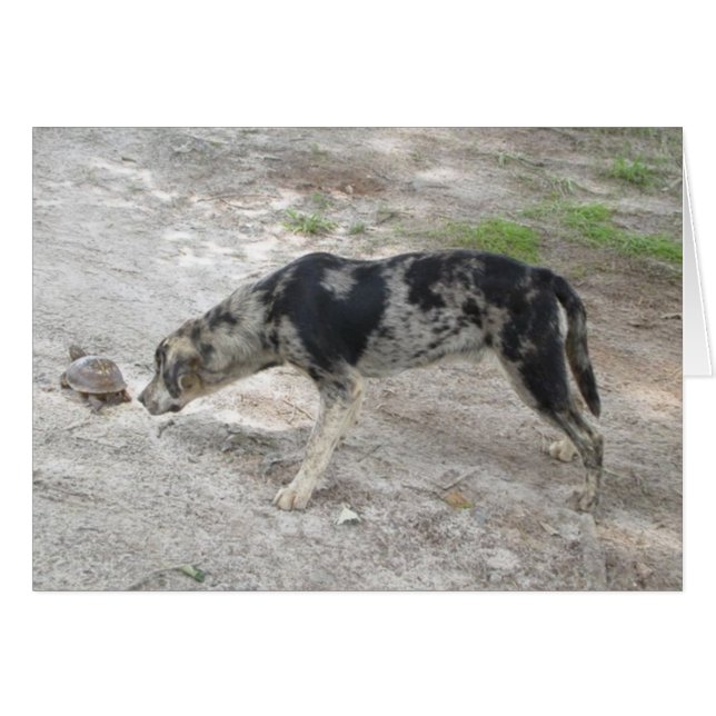 Catahoula leopard Dog (Front Horizontal)
