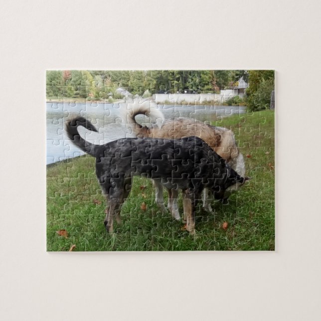 Catahoula Leopard Dog and Ausky Dog Sniffing Jigsaw Puzzle (Horizontal)