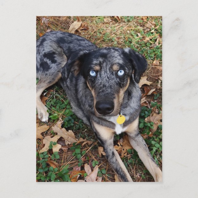 Catahoula Leopard Dog Laying Down Postcard (Front)