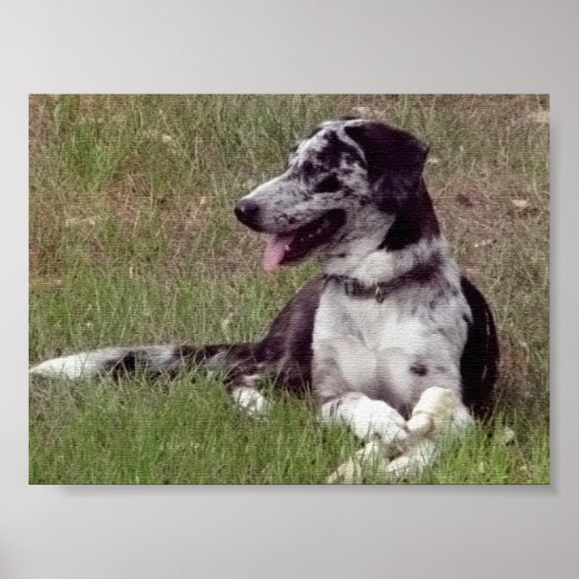 Catahoula Leopard Dog Poster (Front)