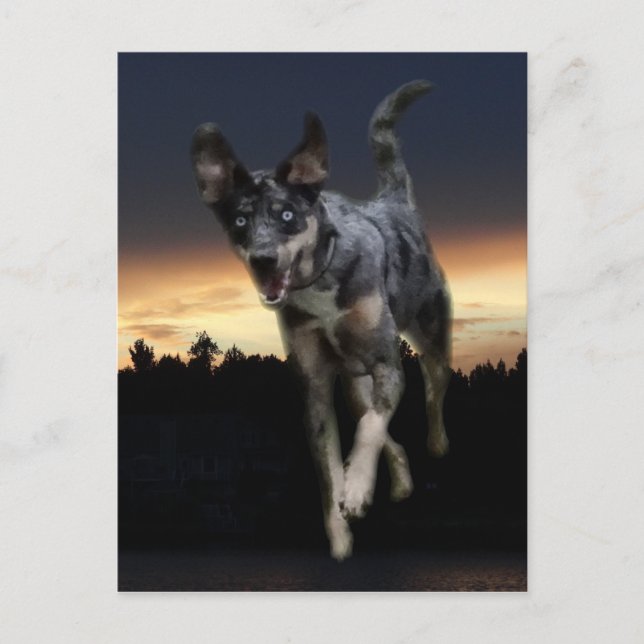 Catahoula Leopard Dog Running on Sunset Postcard (Front)