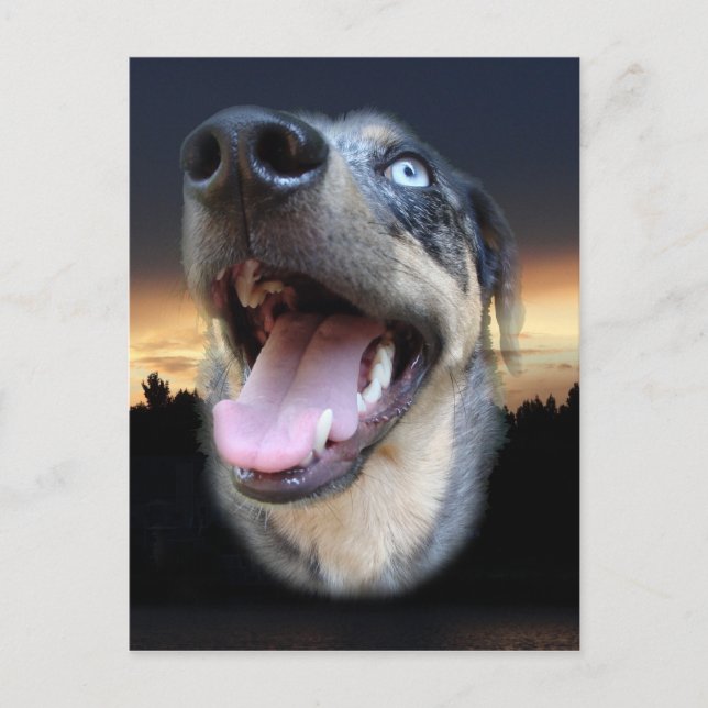 Catahoula Leopard Dog Sunset Postcard (Front)
