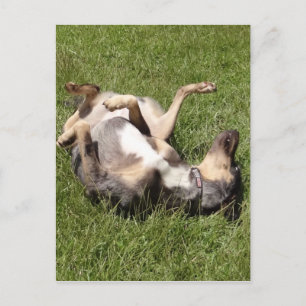 Catahoula Leopard Hog Dog Rolling in Grass Postcard