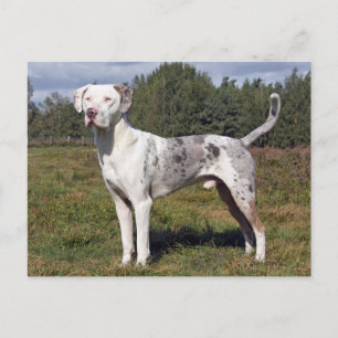 catahoula louisiana leopard dog postcard