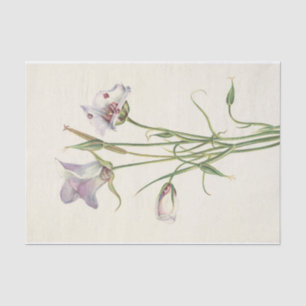 Catalina Mariposa by Mary Vaux Walcott Tissue Paper