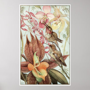 Catasetum and Cypridediums 1912 Poster