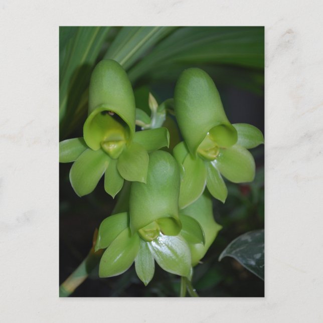 Catasetum orchid  female flower postcard (Front)