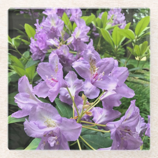 Catawbiense Boursault Rhododendrons, Oregon Glass Coaster (Front)