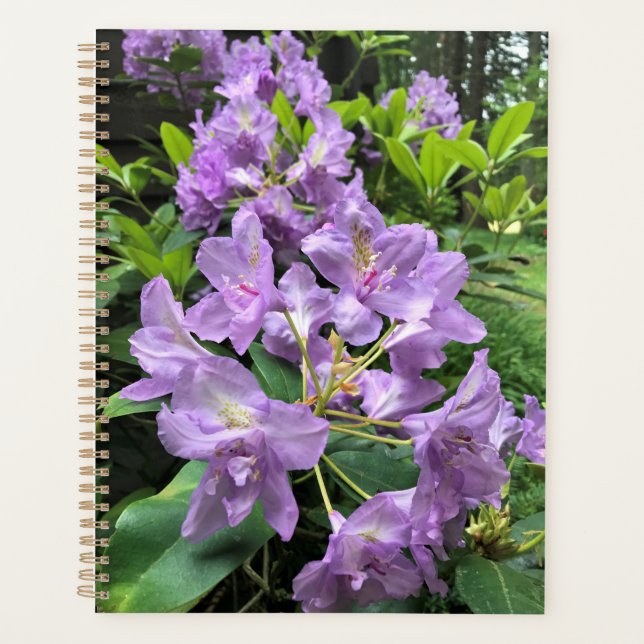 Catawbiense Boursault Rhododendrons, Oregon Planner (Front)