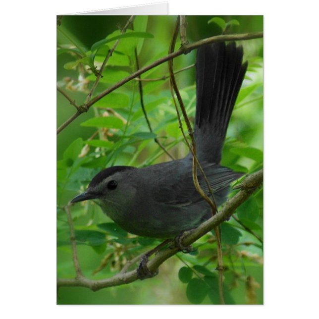 Catbird Card (Front)