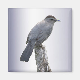 Catbird Magnet