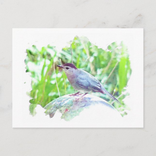 Catbird on a gazing ball postcard (Front)