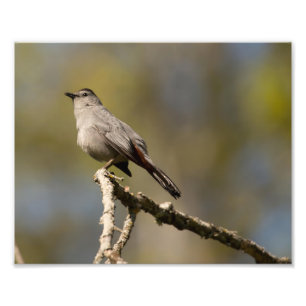 Catbird Photography Print