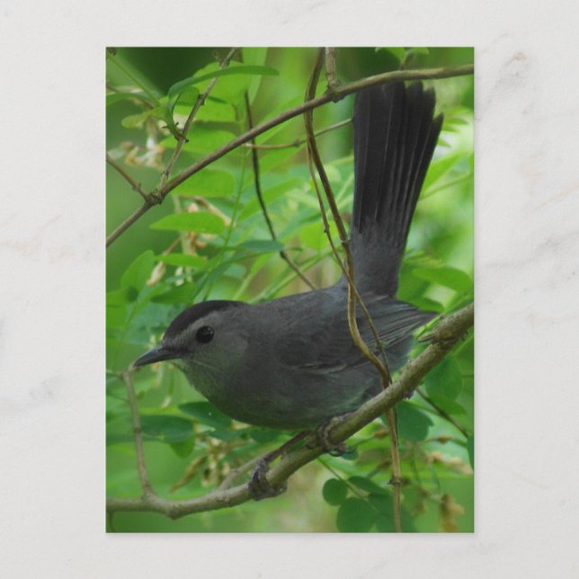 Catbird Postcard (Front)