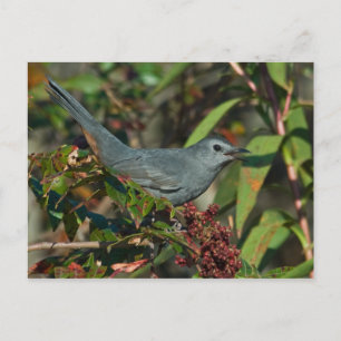Catbird Postcard