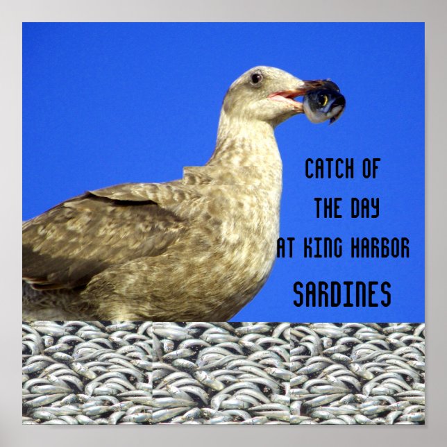 Catch of the Day_ Poster (Front)