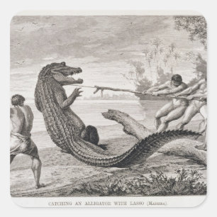 Catching an alligator with lasso square sticker
