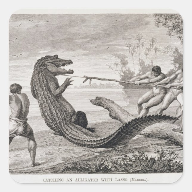 Catching an alligator with lasso square sticker (Front)