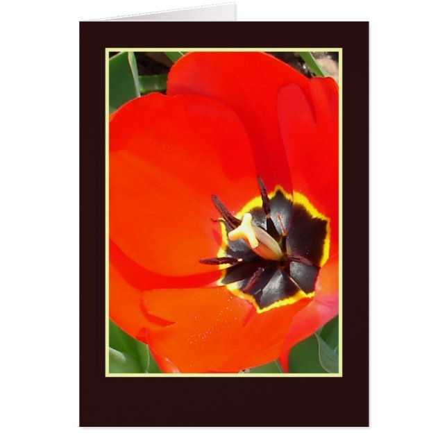 Catching Rays (Front)