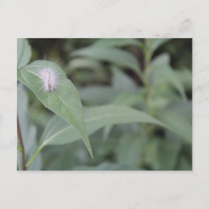 Caterpillar #5 postcard