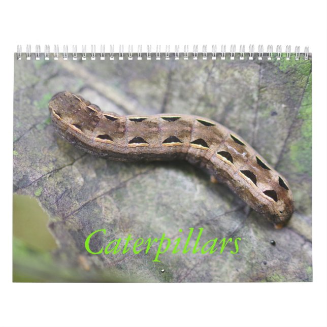 Caterpillar Calendar (Cover)