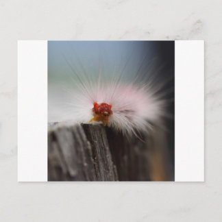Caterpillar checkin things out postcard