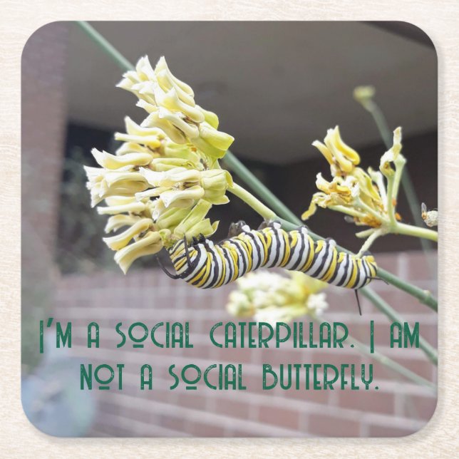 Caterpillar Coaster (Front)