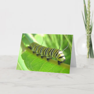 Caterpillar Greeting Card