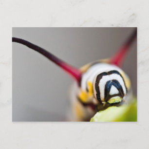 Caterpillar Macro Postcard