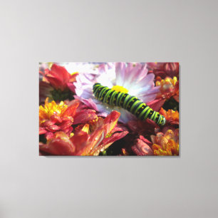 Caterpillar on Mums wrapped Canvas