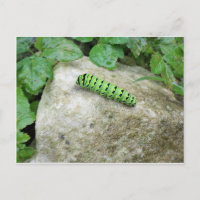Caterpillar On Rock
