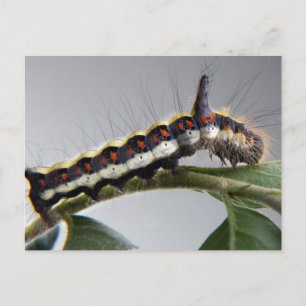 Caterpillar Postcard