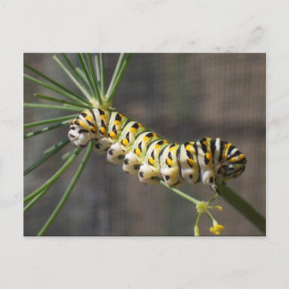 Caterpillar Postcard