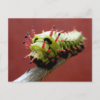 Caterpillar Postcard