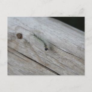 Caterpillar Postcard