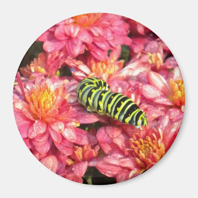 Caterpillar Stepping out Magnet (Front)