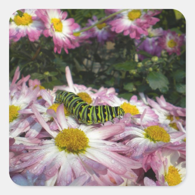 Caterpillar Stroll Sticker (Front)