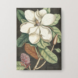 Catesby Vintage Magnolia Botanical Illustration