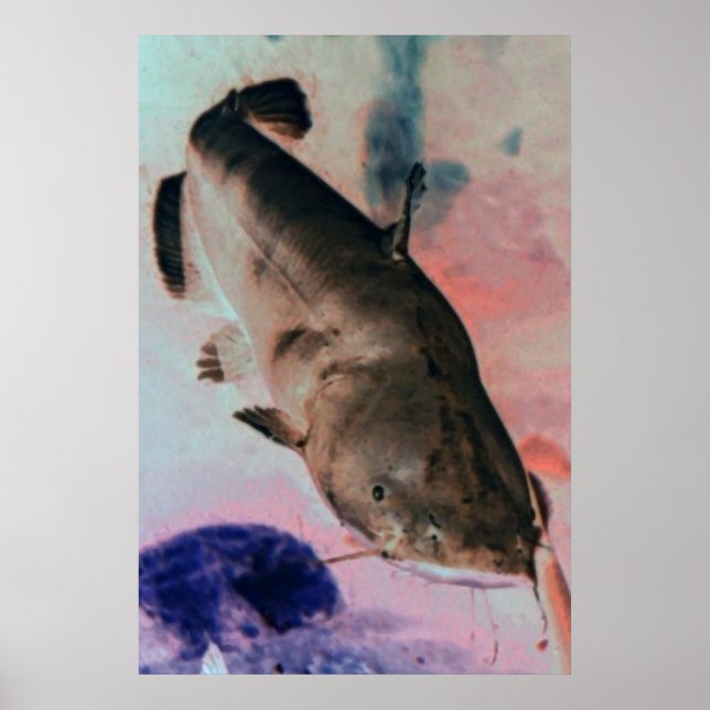 Catfish photo poster print (Front)