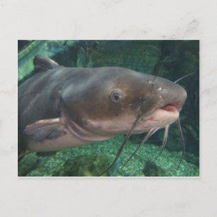 Catfish Postcard