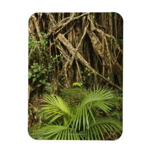 Cathedral Fig, Yungaburra, Atherton Tableland Magnet