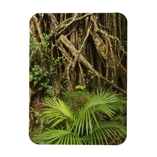 Cathedral Fig, Yungaburra, Atherton Tableland Magnet (Vertical)