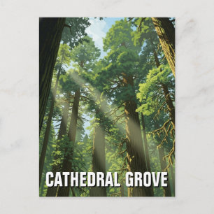 Cathedral Grove MacMillan Provincial Park Travel Postcard