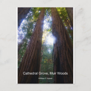 Cathedral Grove, Muir Woods California Products Postcard